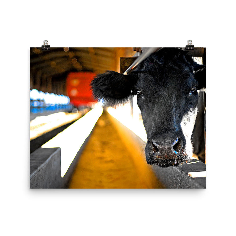 Cow Photography Wall Art Farm Print Home Decor Animals Fine Art