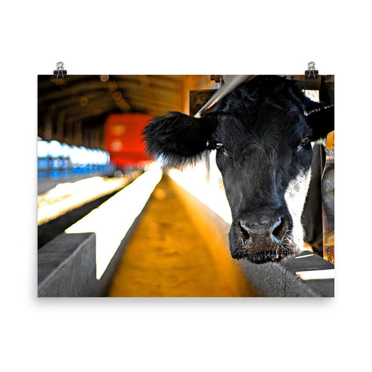 Cow Photography Wall Art Farm Print Home Decor Animals Fine Art