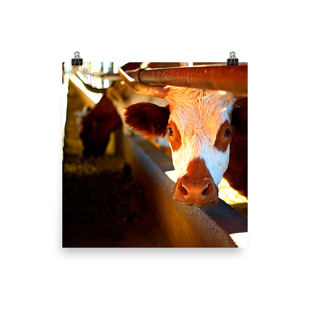 Cow Poster Photo Unframed Print Wall Decor Farm Ranch Country Art Photography