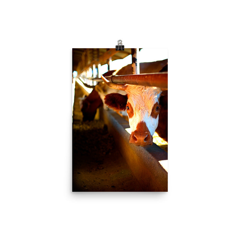 Cow Poster Photo Unframed Print Wall Decor Farm Ranch Country Art Photography