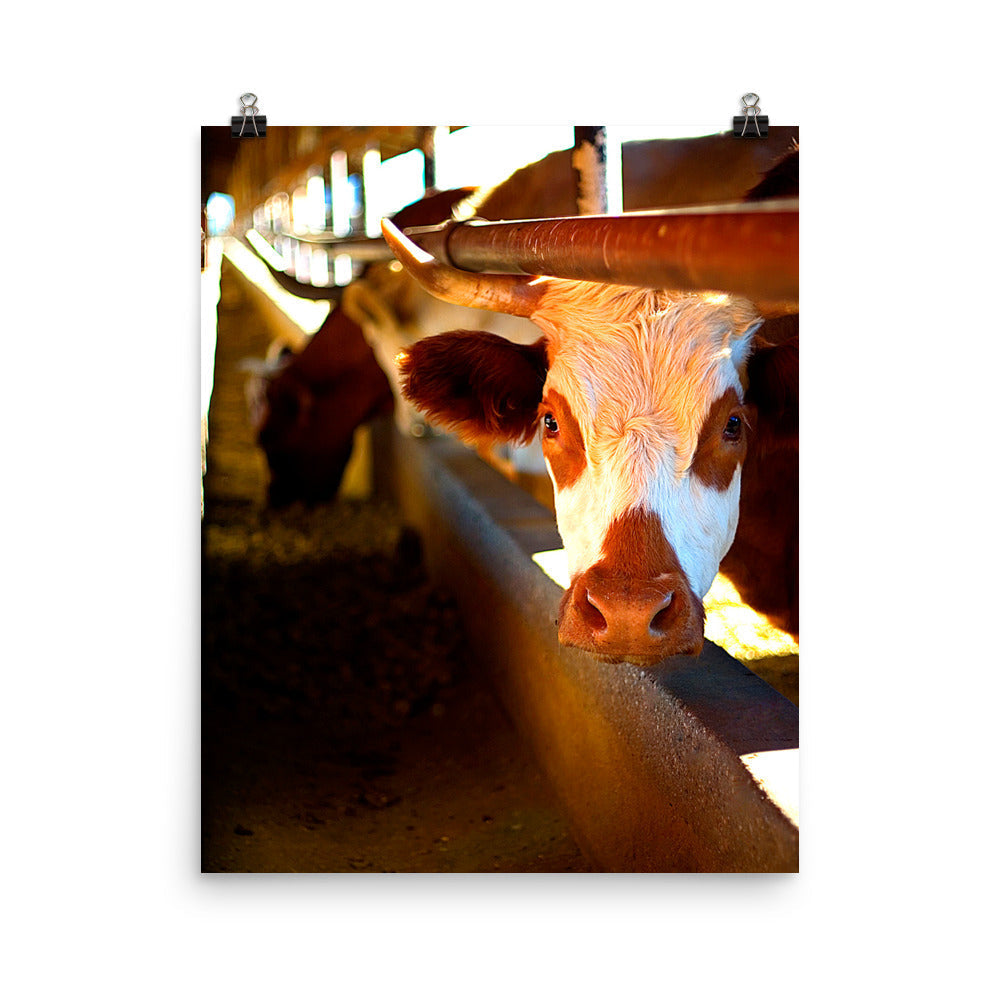 Cow Poster Photo Unframed Print Wall Decor Farm Ranch Country Art Photography