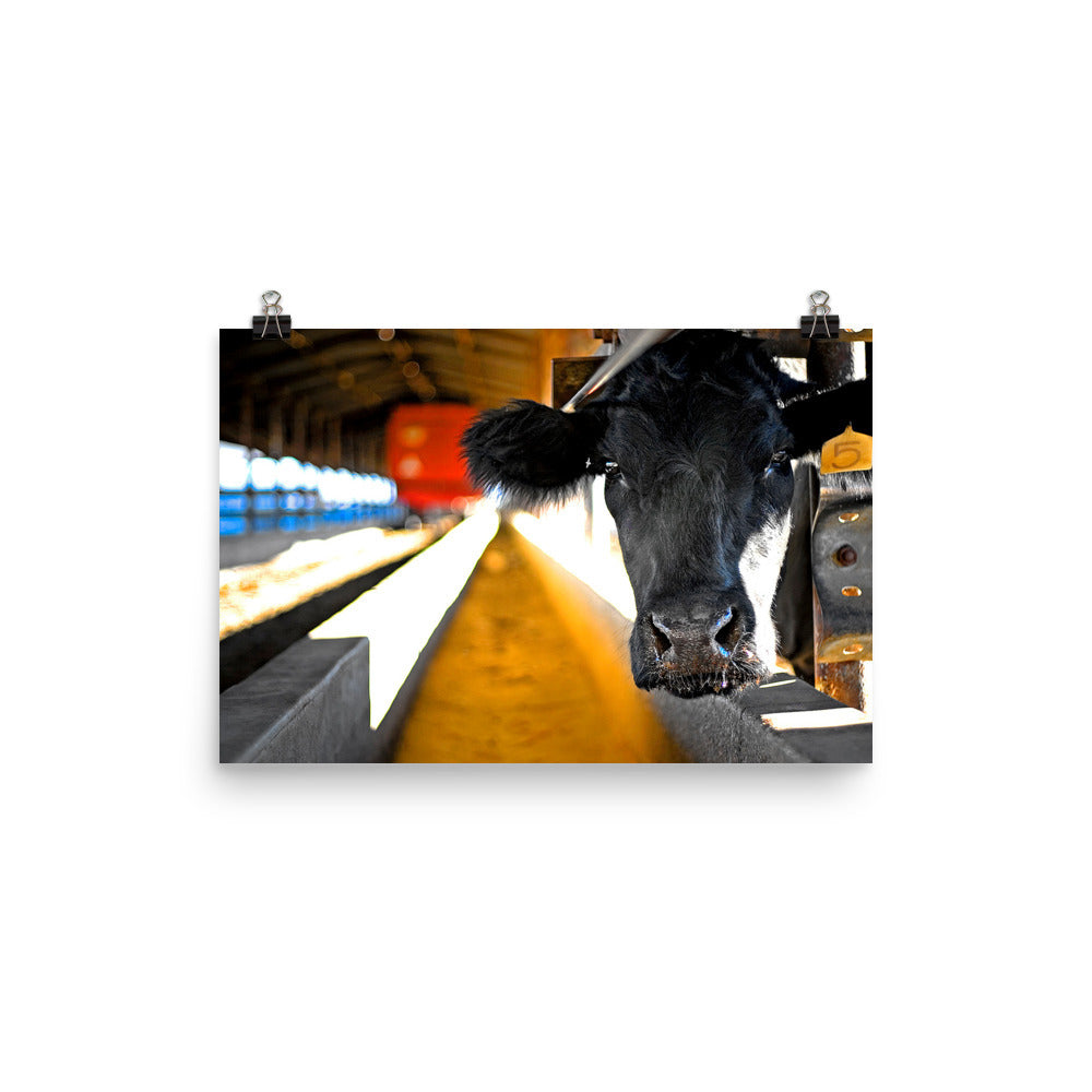 Cow Photography Wall Art Farm Print Home Decor Animals Fine Art