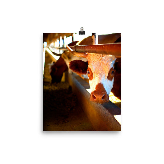 Cow Poster Photo Unframed Print Wall Decor Farm Ranch Country Art Photography