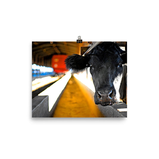 Cow Photography Wall Art Farm Print Home Decor Animals Fine Art