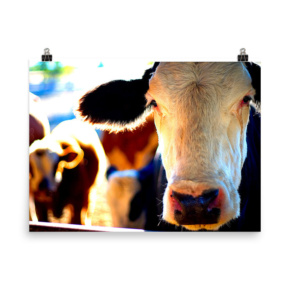 Cow Poster Wall Art Country Ranch Decor