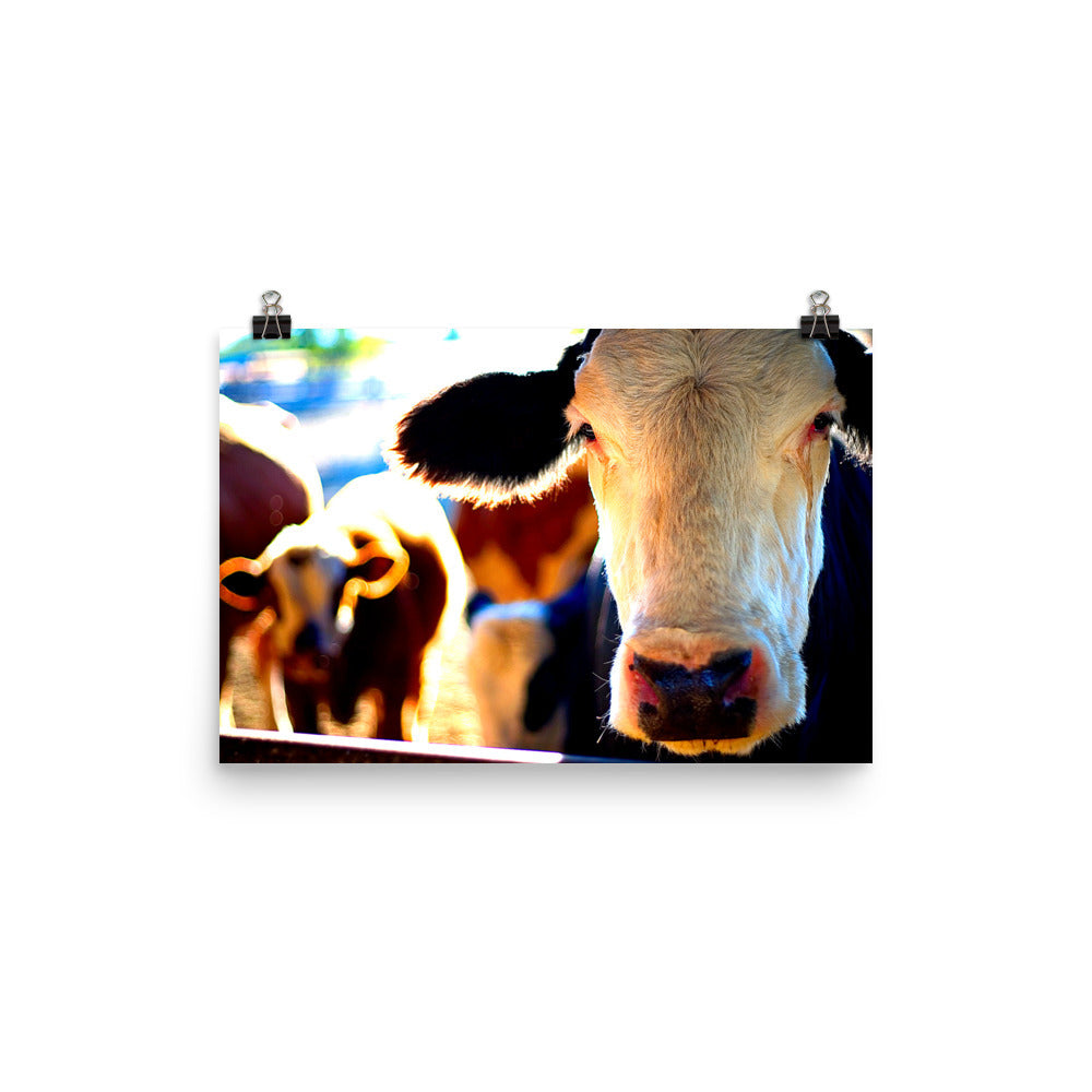 Cow Poster Wall Art Country Ranch Decor