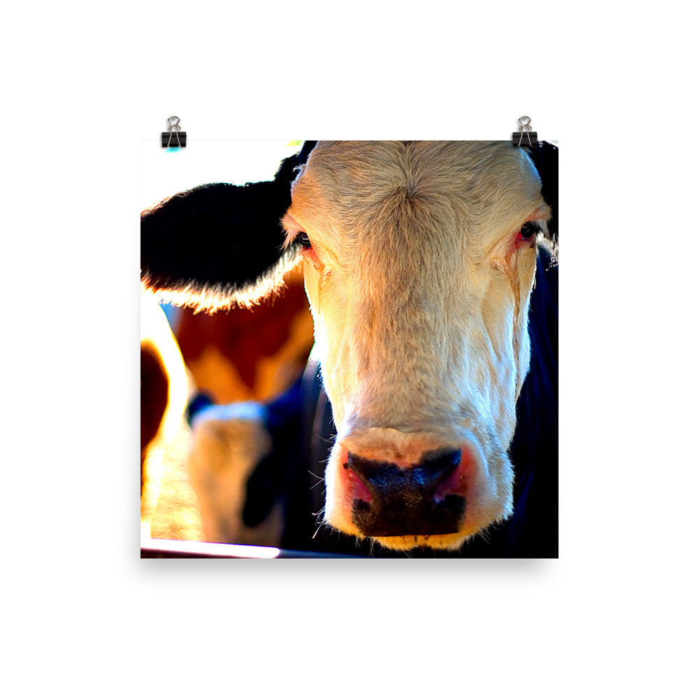 Cow Poster Wall Art Country Ranch Decor