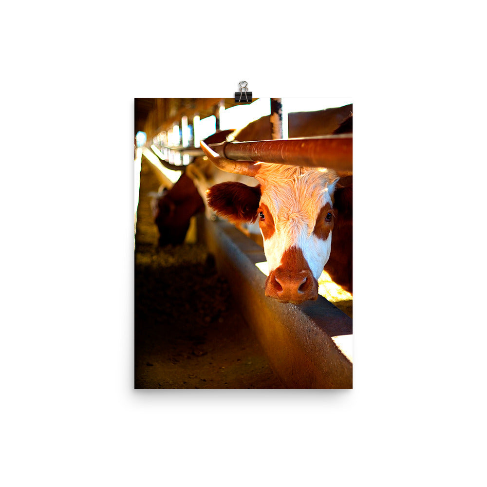 Cow Poster Photo Unframed Print Wall Decor Farm Ranch Country Art Photography