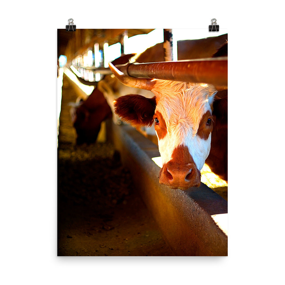 Cow Poster Photo Unframed Print Wall Decor Farm Ranch Country Art Photography