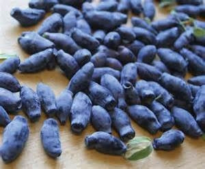 Honeyberry / Haskap 'Indigo Gem' (1-gallon container)