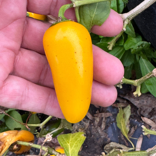 Lemon Spice Jalapeño - Seeds