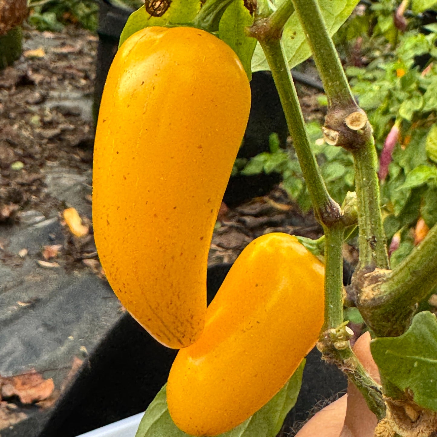 Lemon Spice Jalapeño - Seeds