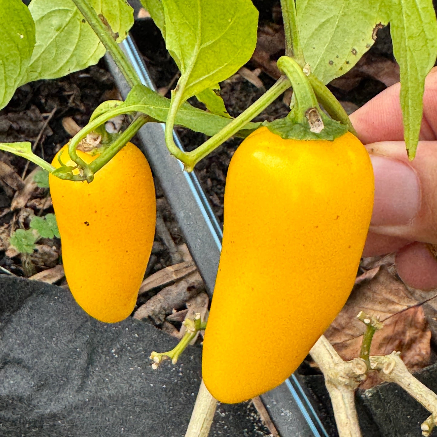 Lemon Spice Jalapeño - Seeds