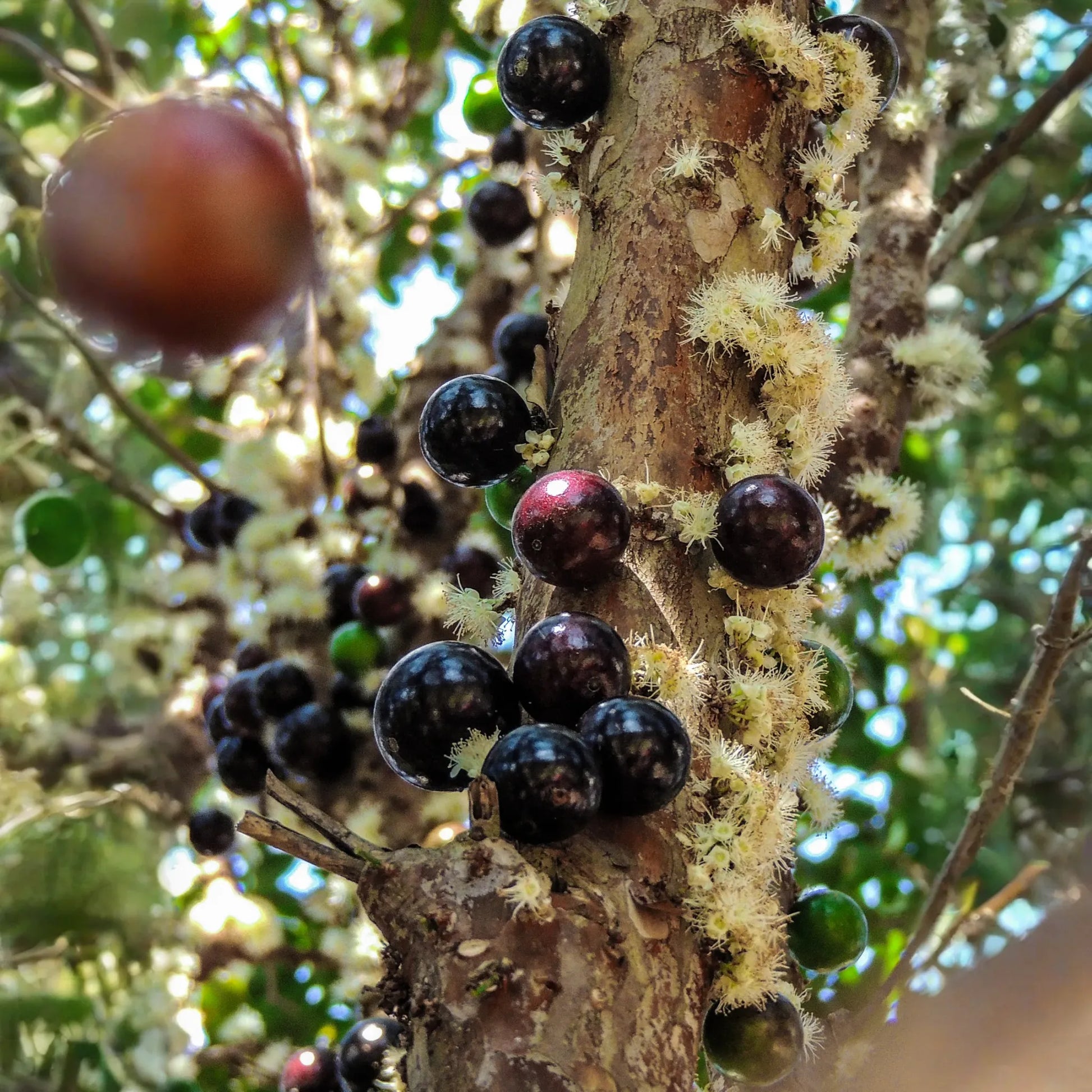 Jabuticaba (Plinia cauliflora)