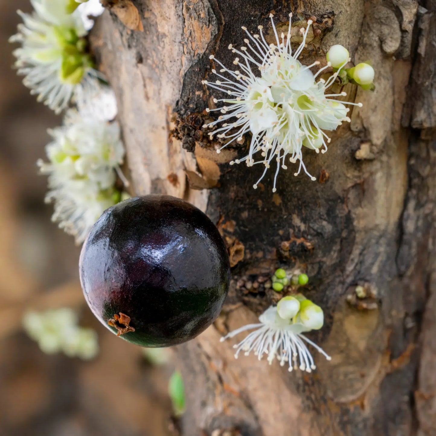 Jabuticaba (Plinia cauliflora)