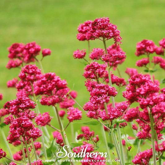 Jupiter’s Beard (Red Valerian) – 50 Seeds