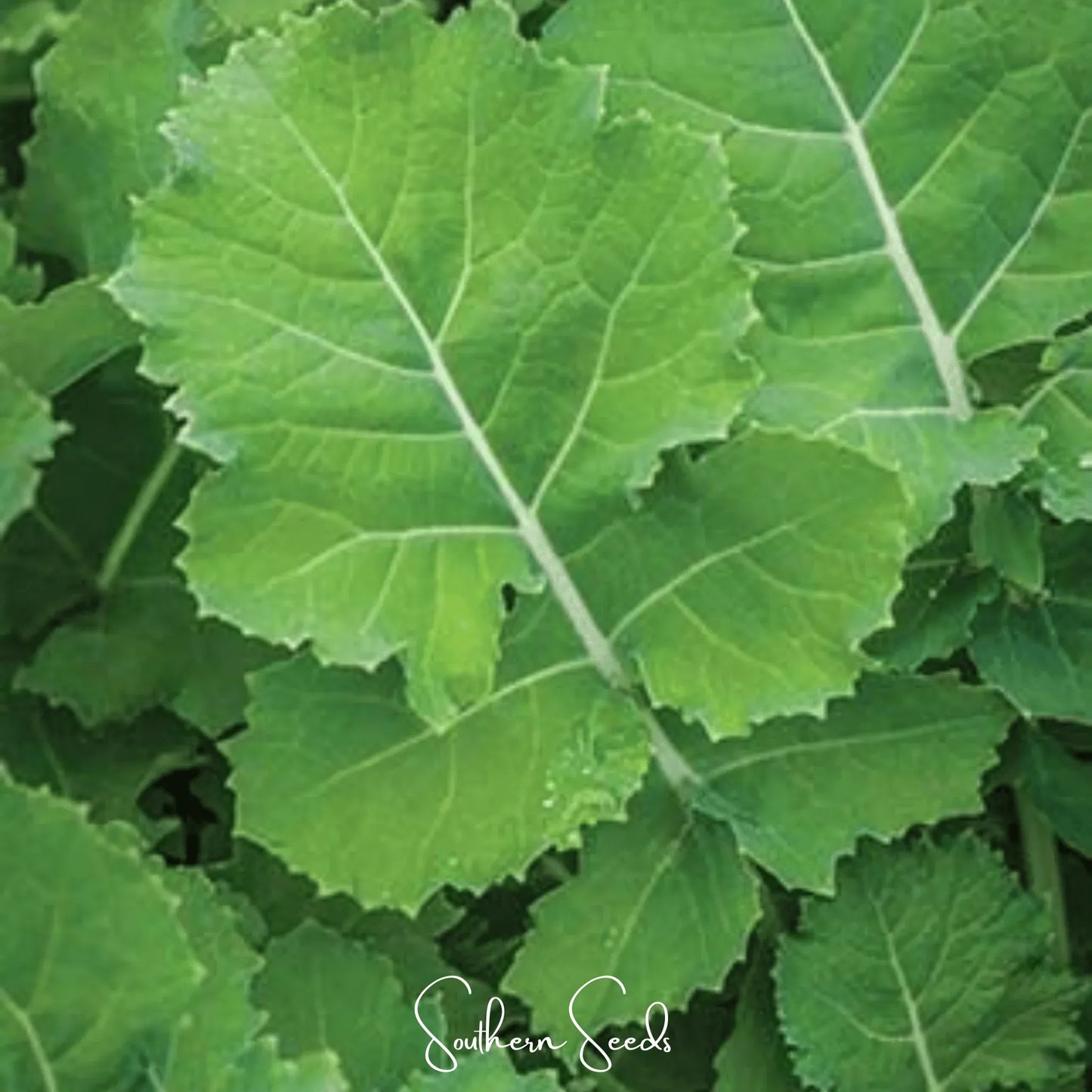 Premier Kale – 250 Seeds