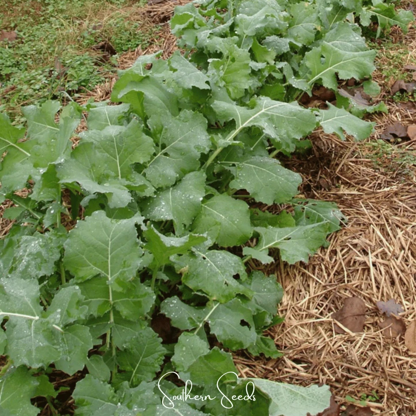 Premier Kale – 250 Seeds