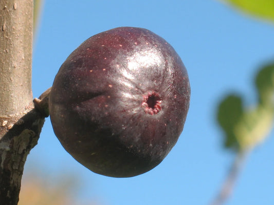 Kathleen’s Black Fig Cutting – 1 Unrooted Stem Over 8" – 3+ Nodes – Rare Dark Variety for Rooting or Grafting – Fresh Scion Wood