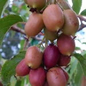 Kiwi, Female 'Ken's Red' (2-year, 24-30 inch plant)