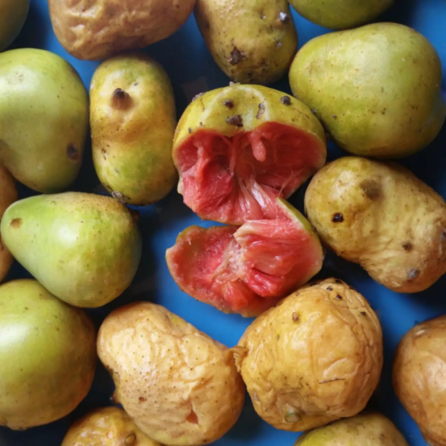 Kwai Muk (Artocarpus hypargyraeus)