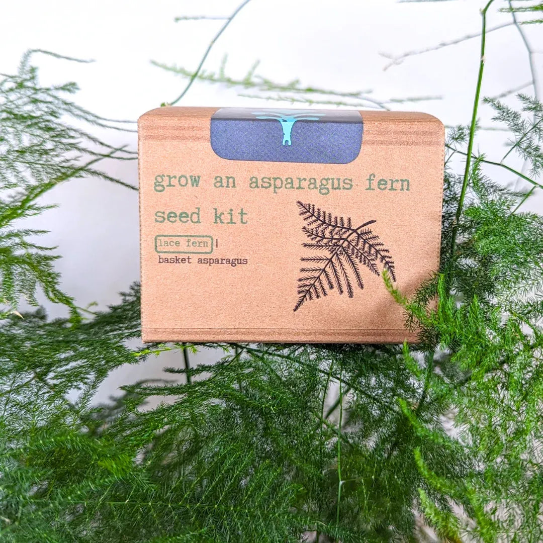 Plumosus Nana(Lace Fern)