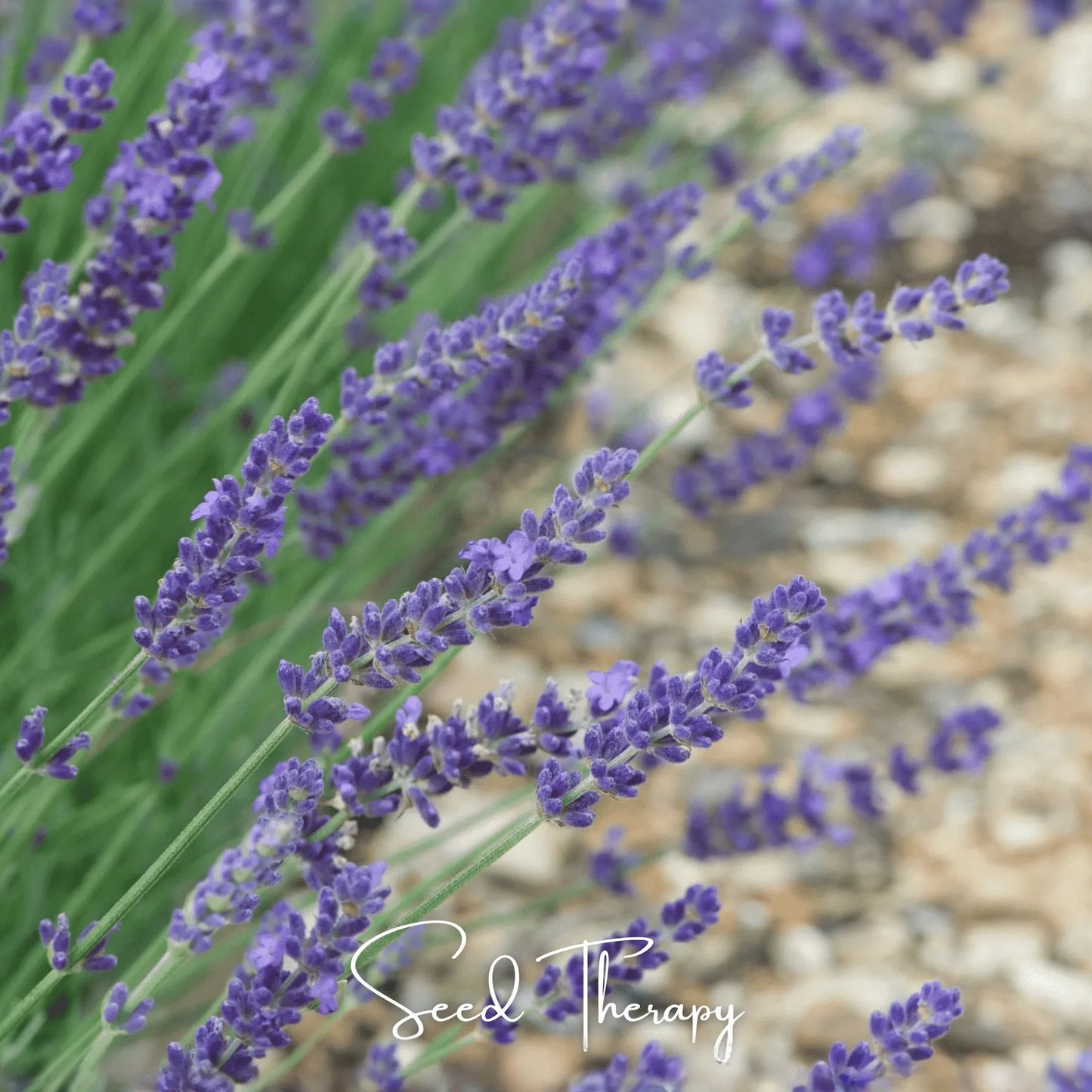 English Lavender – 100 Seeds