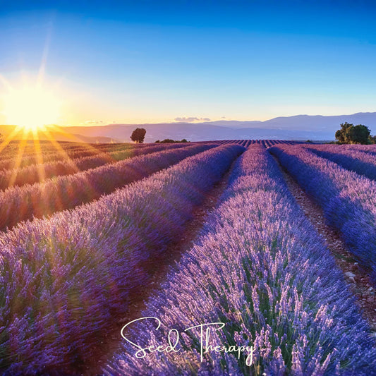 English Lavender – 100 Seeds