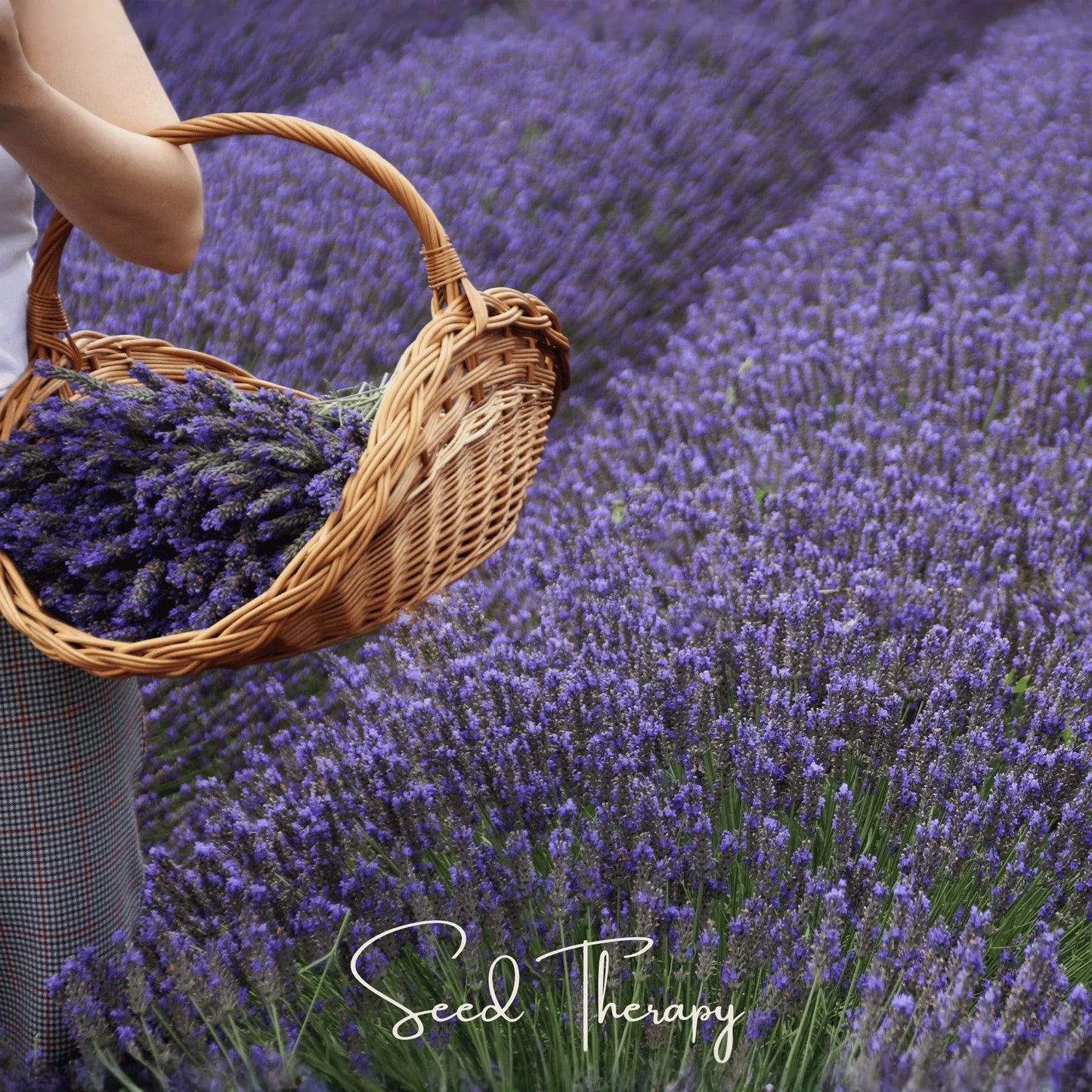 English Lavender – 100 Seeds