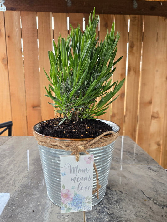 Lavender Plant in Galvanized Tin – Mom Means Love Mother's Day Gift