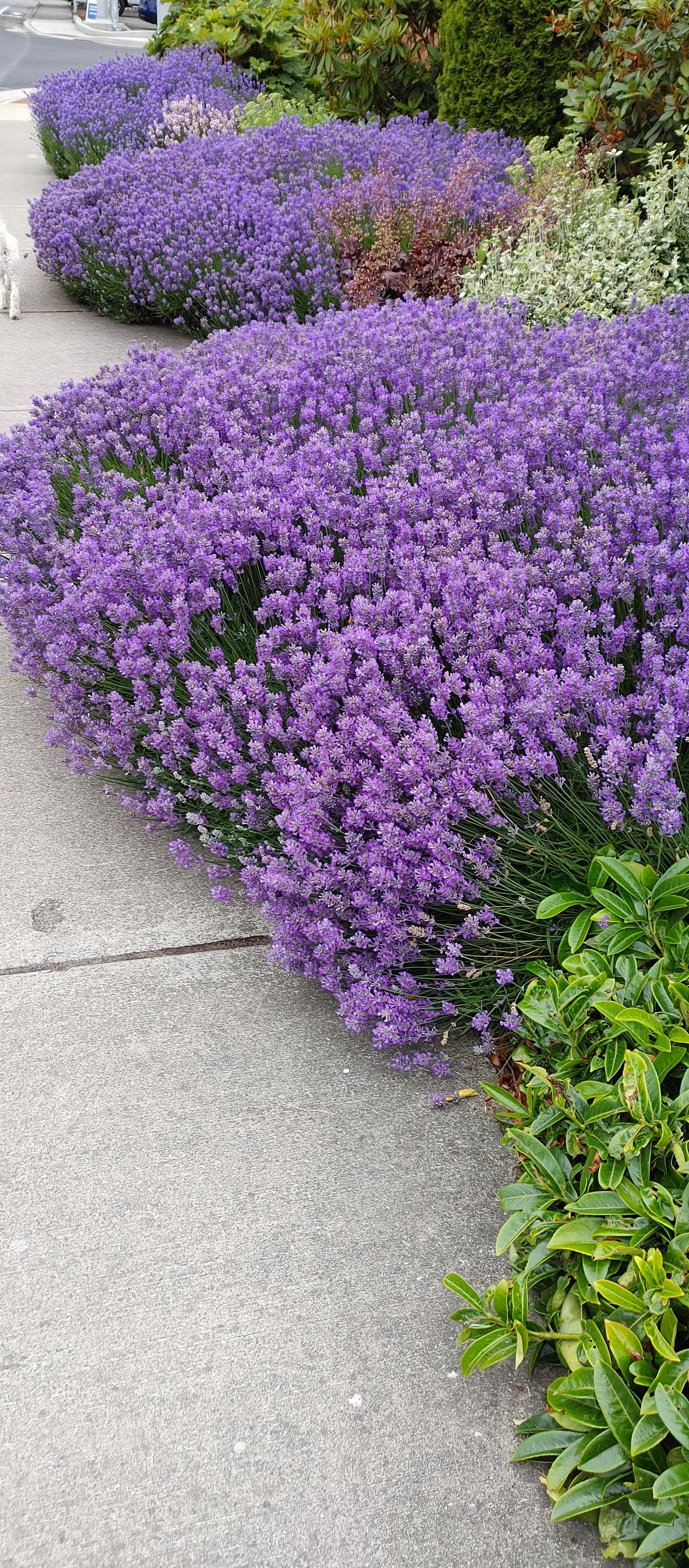 Live Munstead Lavender Plant for Garden Aromatherapy Growing
