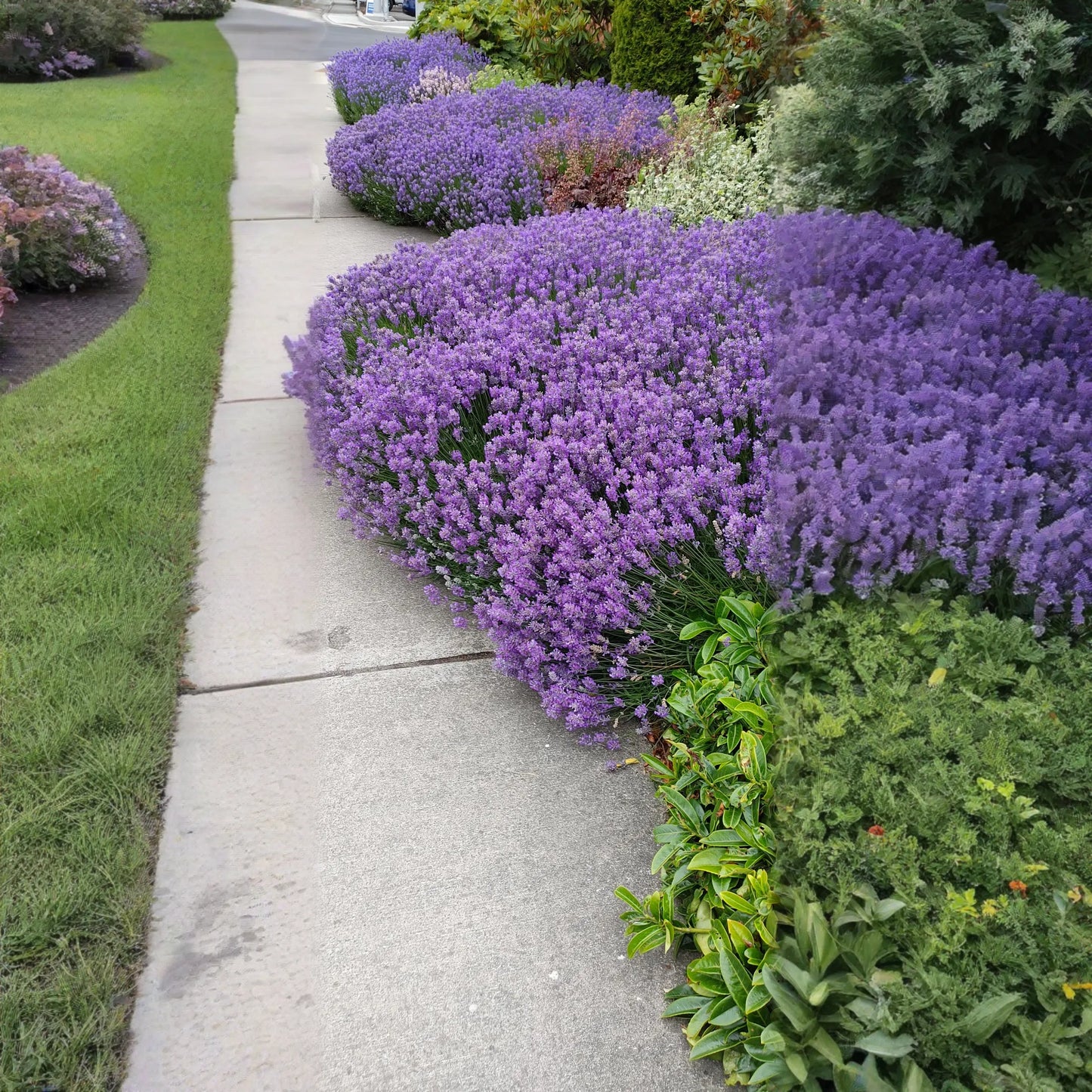 Live Munstead Lavender Plant for Garden Aromatherapy Growing