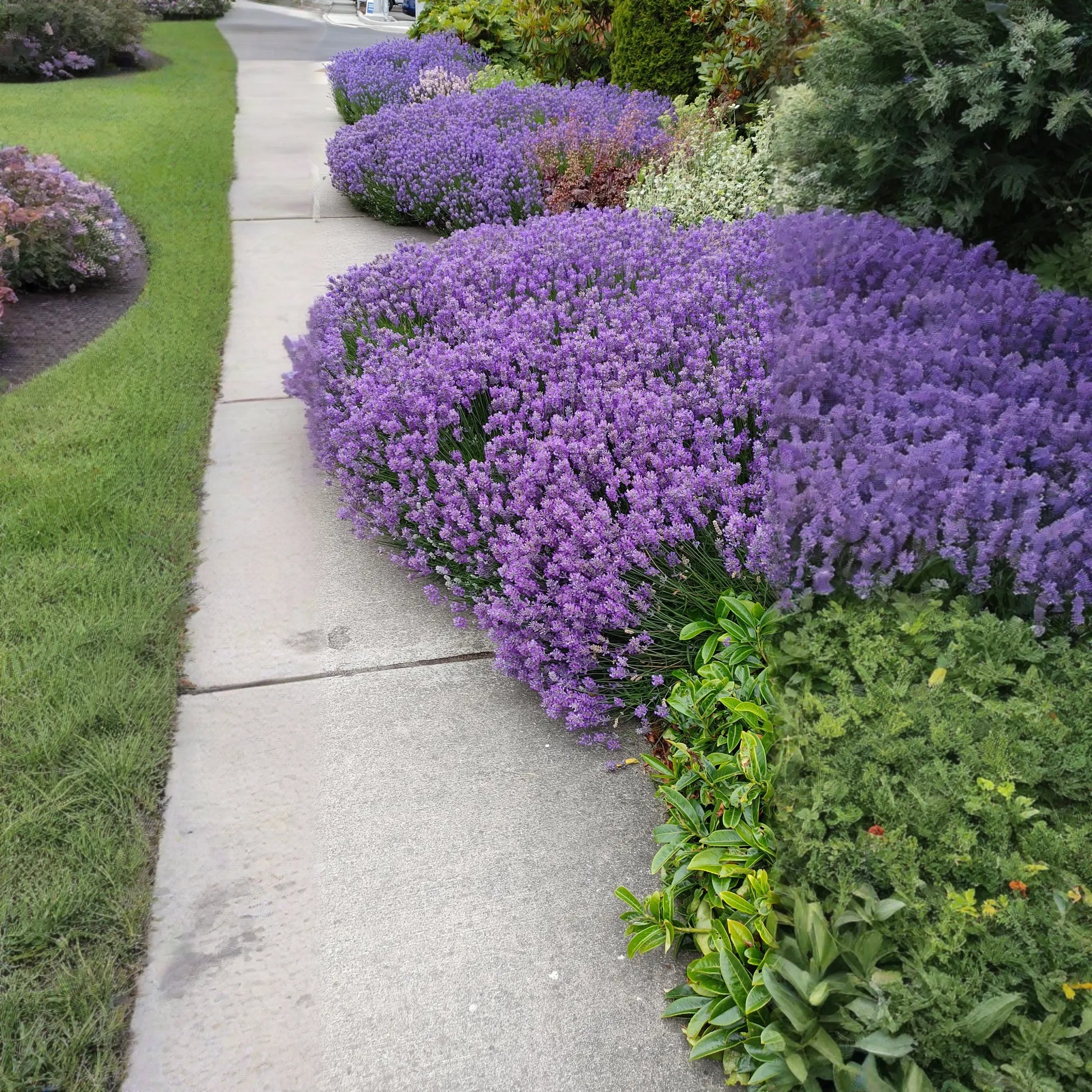 Live Munstead Lavender Plant for Garden Aromatherapy Growing