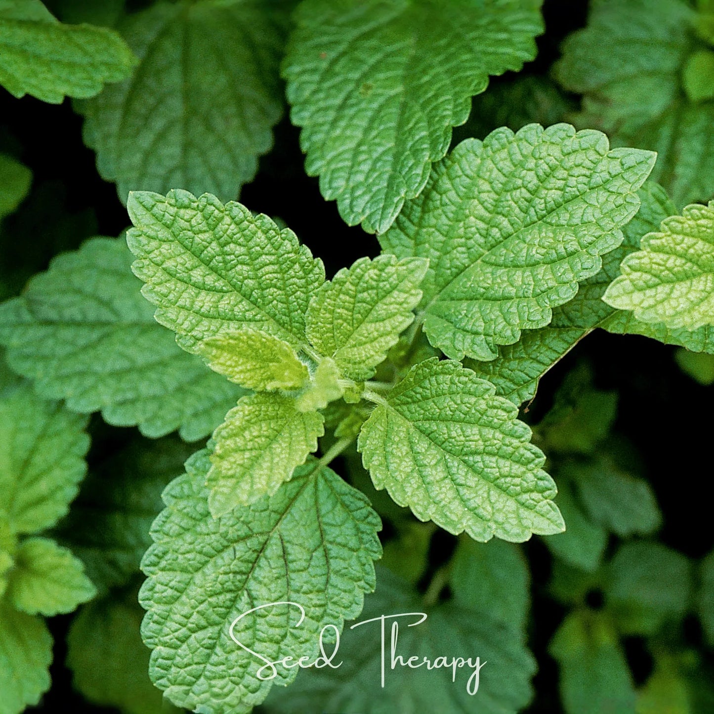 Lemon Balm – 100 Seeds