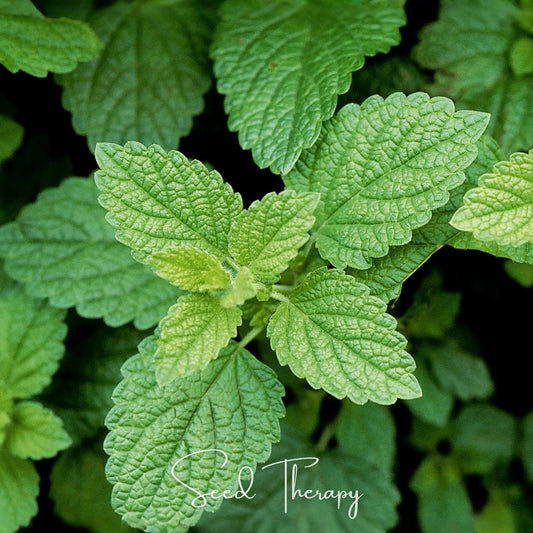 Lemon Balm – 100 Seeds