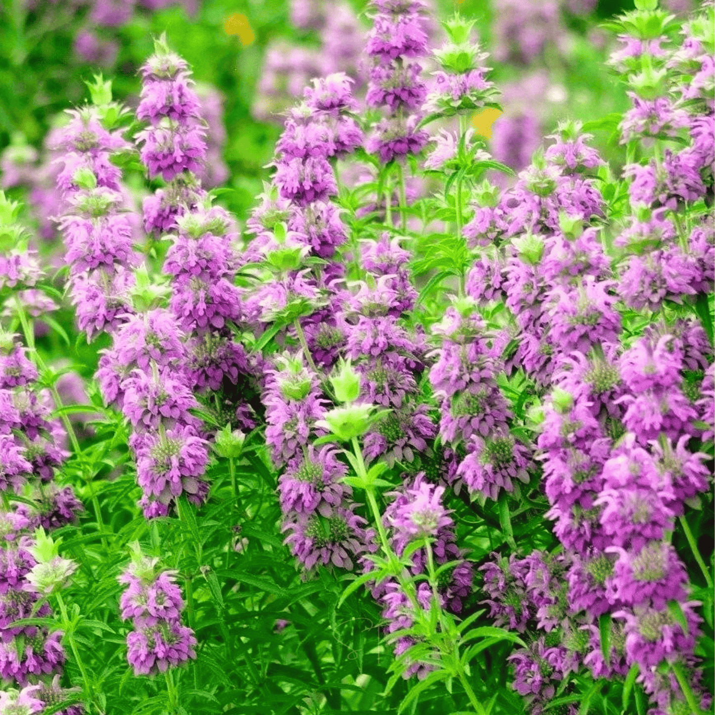 Lemon Bee Balm (Lemon Mint) – 100 Seeds