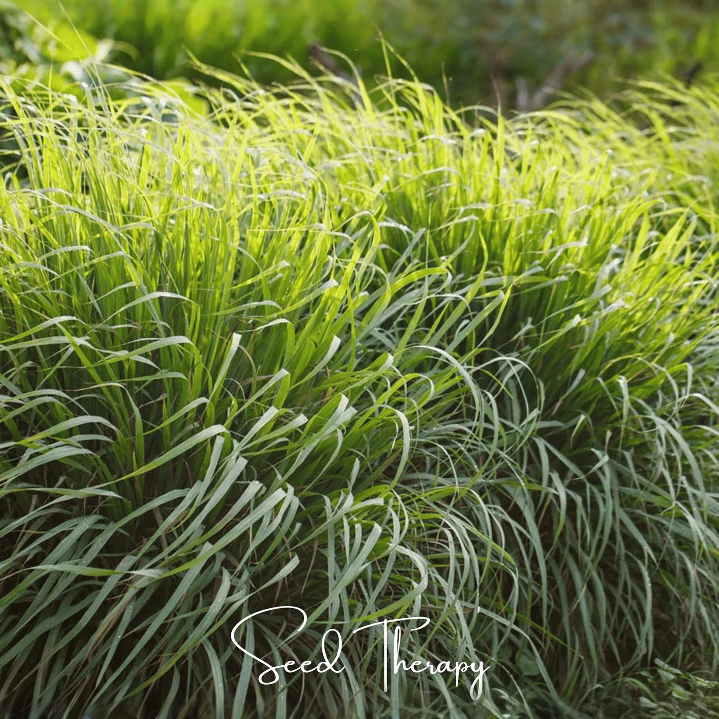 Lemon Grass – 100 Seeds