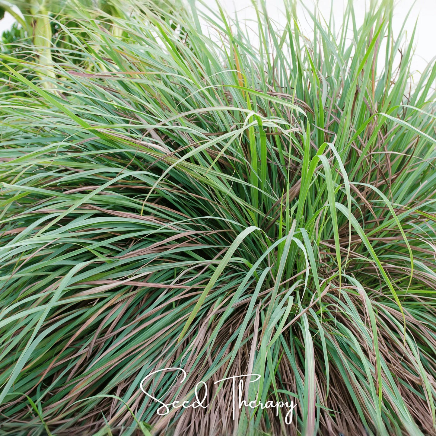 Lemon Grass – 100 Seeds