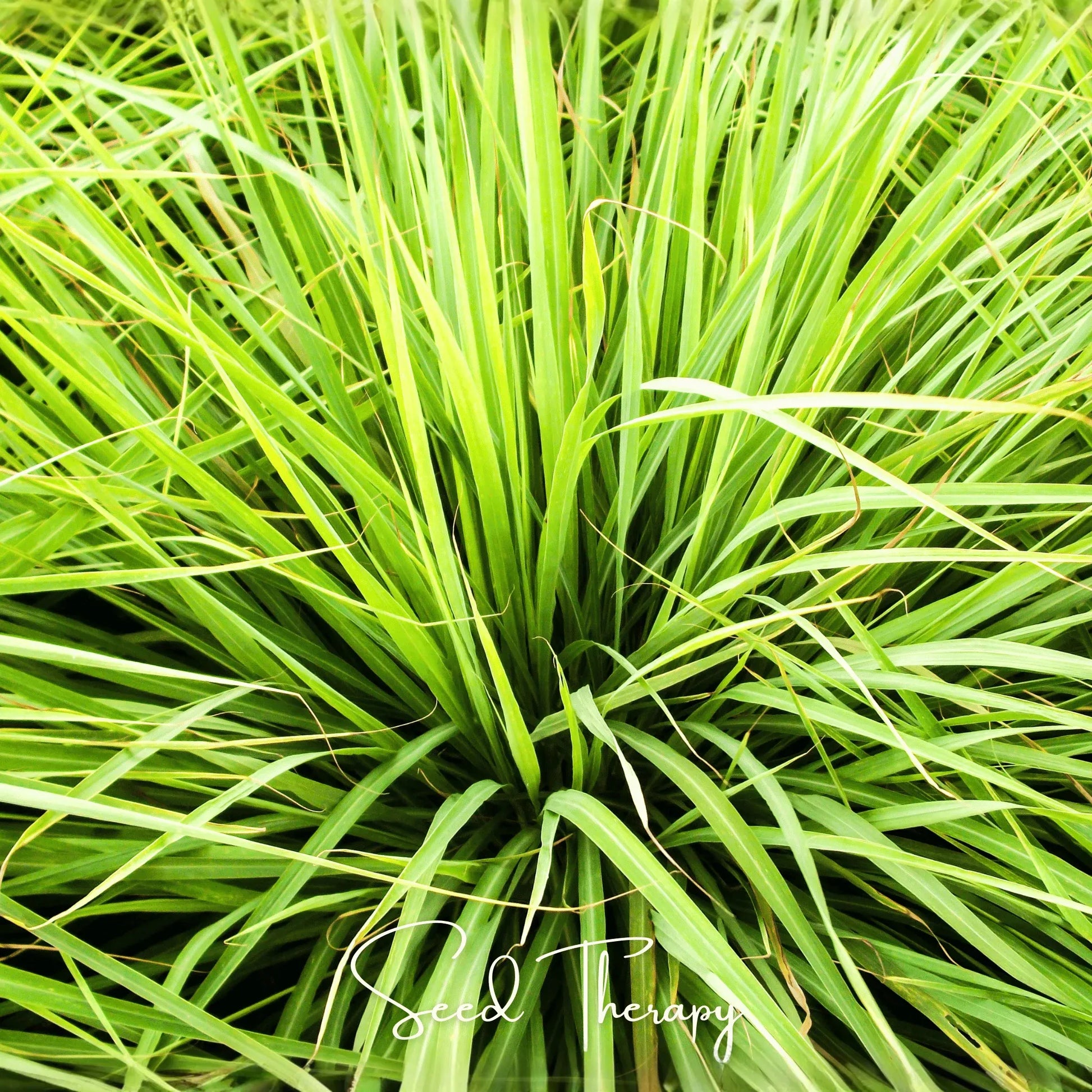 Lemon Grass – 100 Seeds