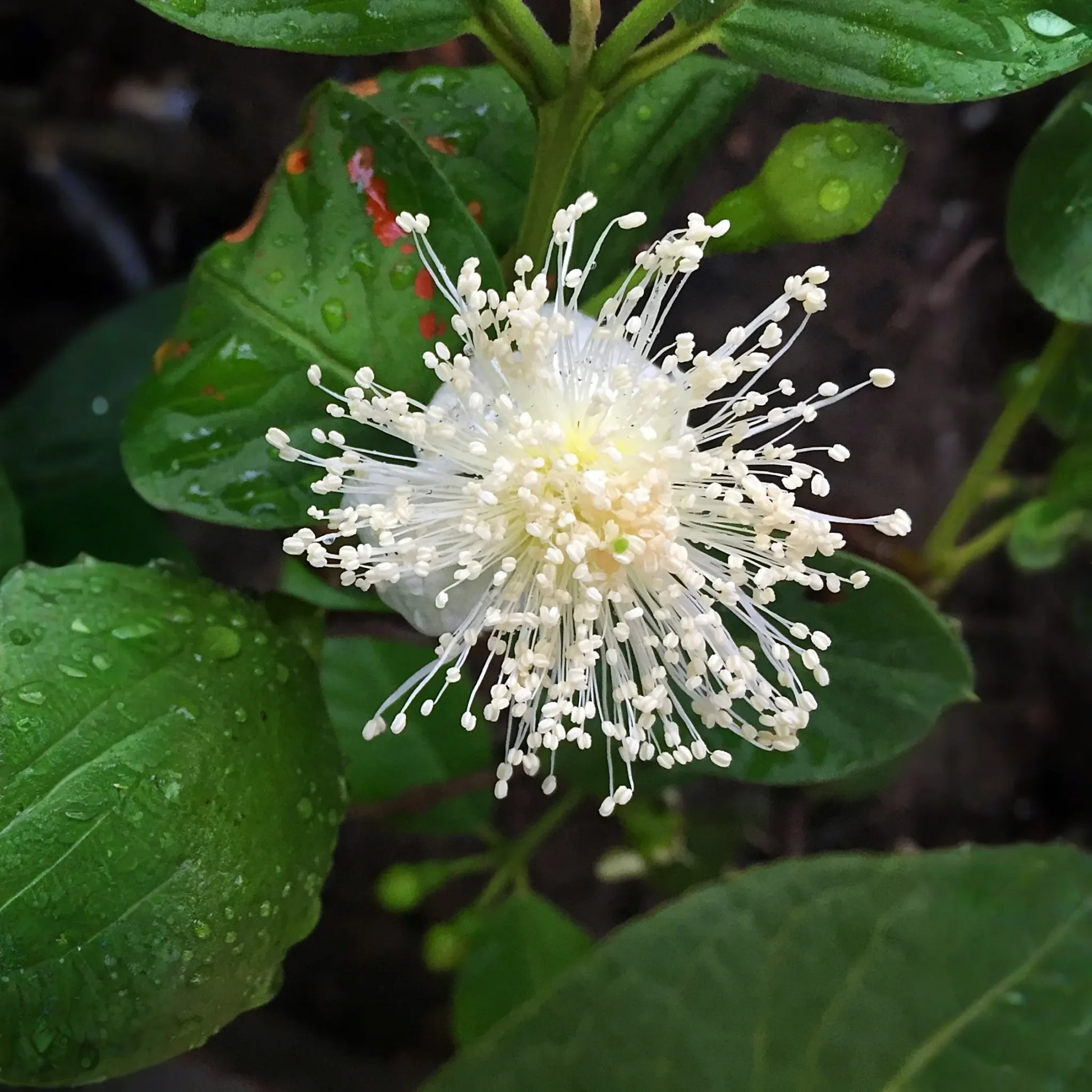 Guava, Lemon (Psidium littorale)