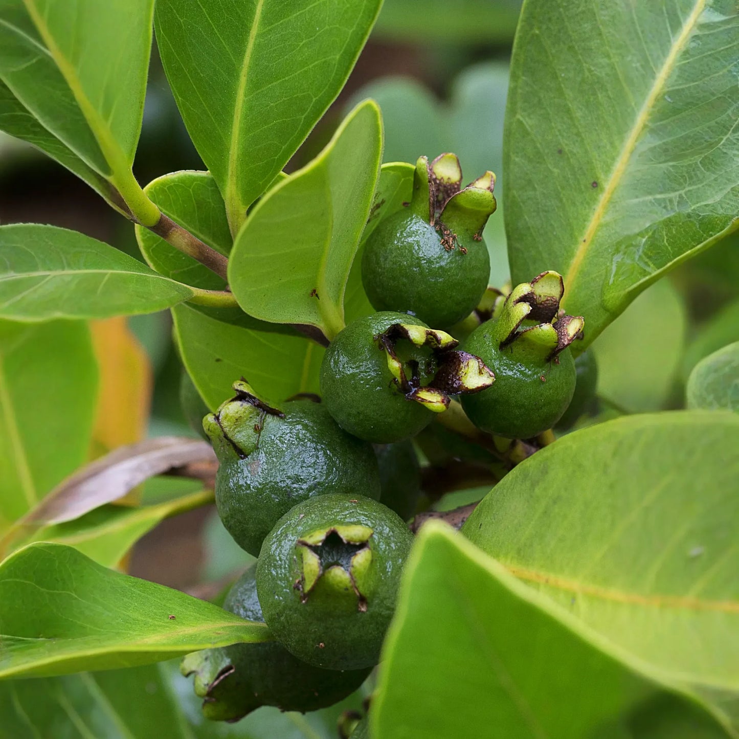 Guava, Lemon (Psidium littorale)