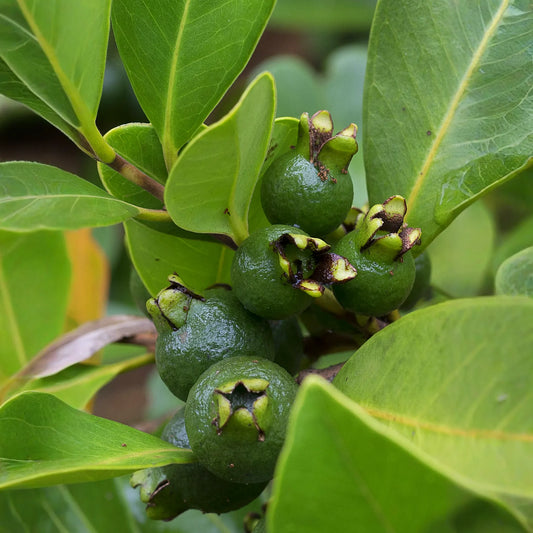 Guava, Lemon (Psidium littorale)