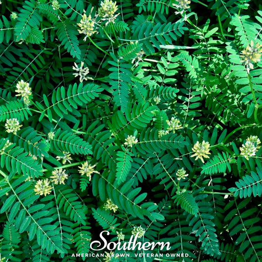 American Wild Licorice – 40 Seeds