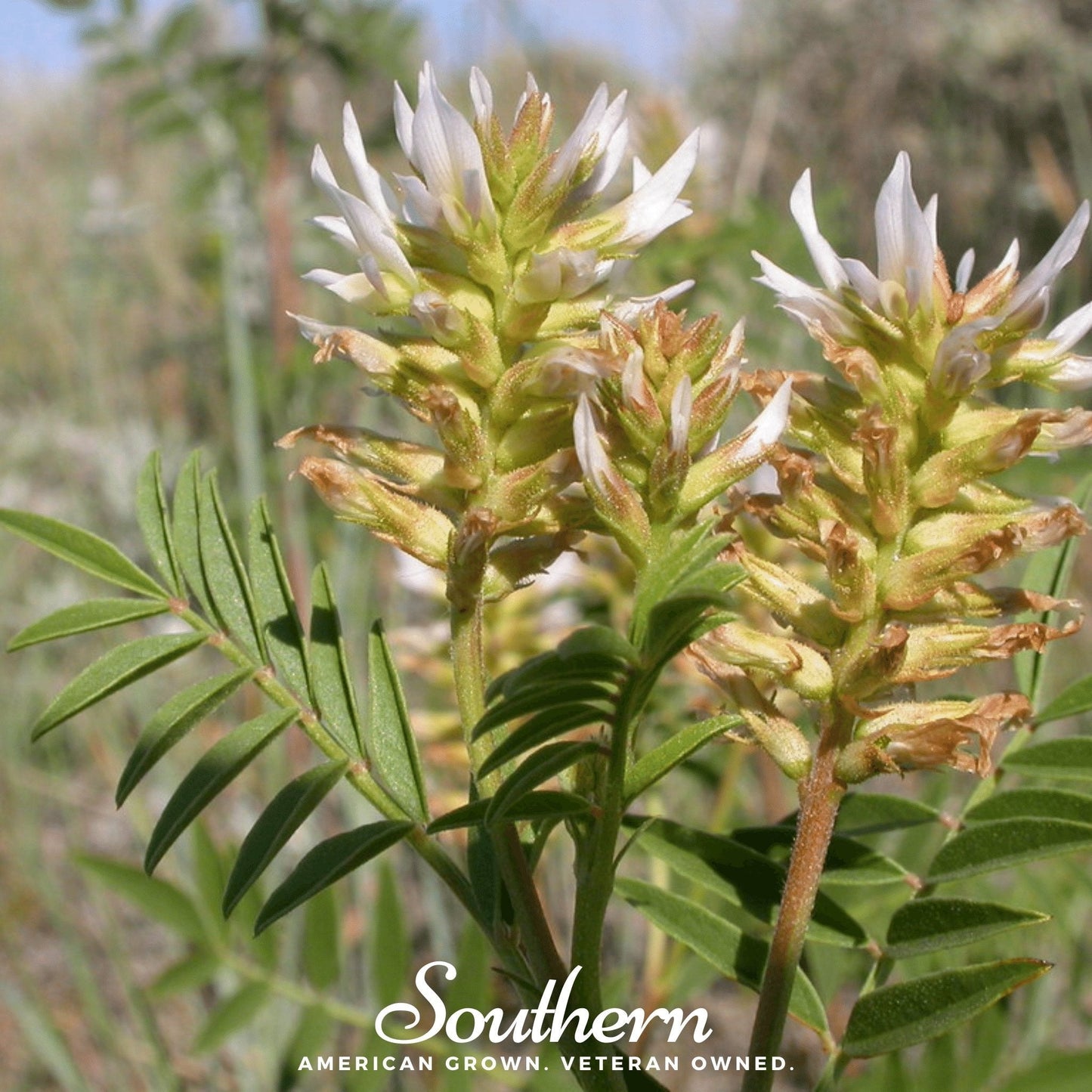 American Wild Licorice – 40 Seeds