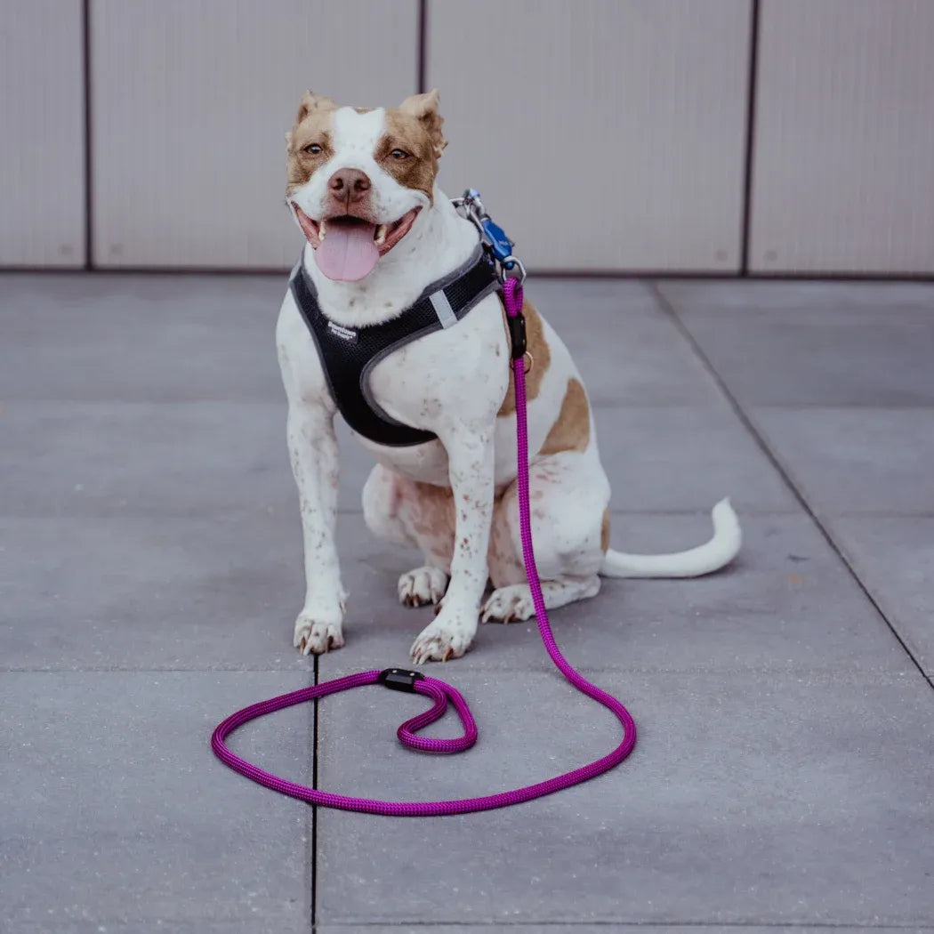 Patented Magnetic Dog Leash - One-Hand Connect & Release - 🆕 New Arrivals, All Products, Products from Up Dog Shop, 🐾 Animals + Pet Supplies 🐾, 🐾 Pet Leashes 🐾, 🐾 Pet Supplies - Little Red General Store