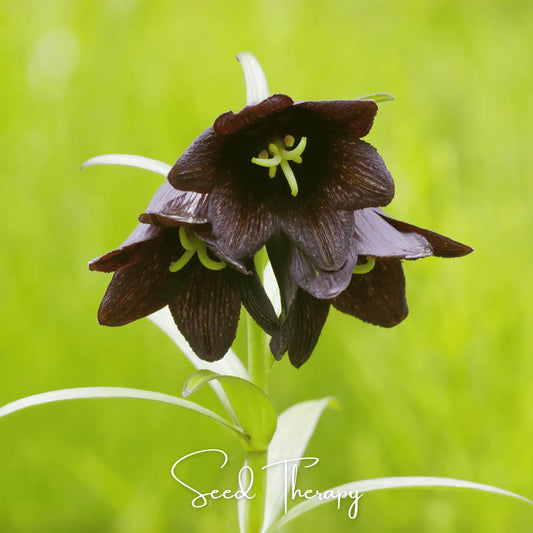 Chocolate Lily – 10 Seeds