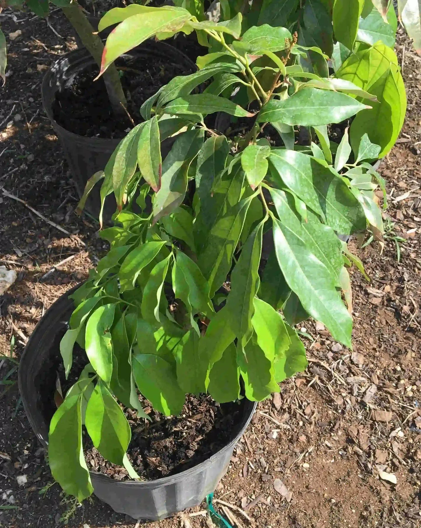 SweetHeart Lychee Tree