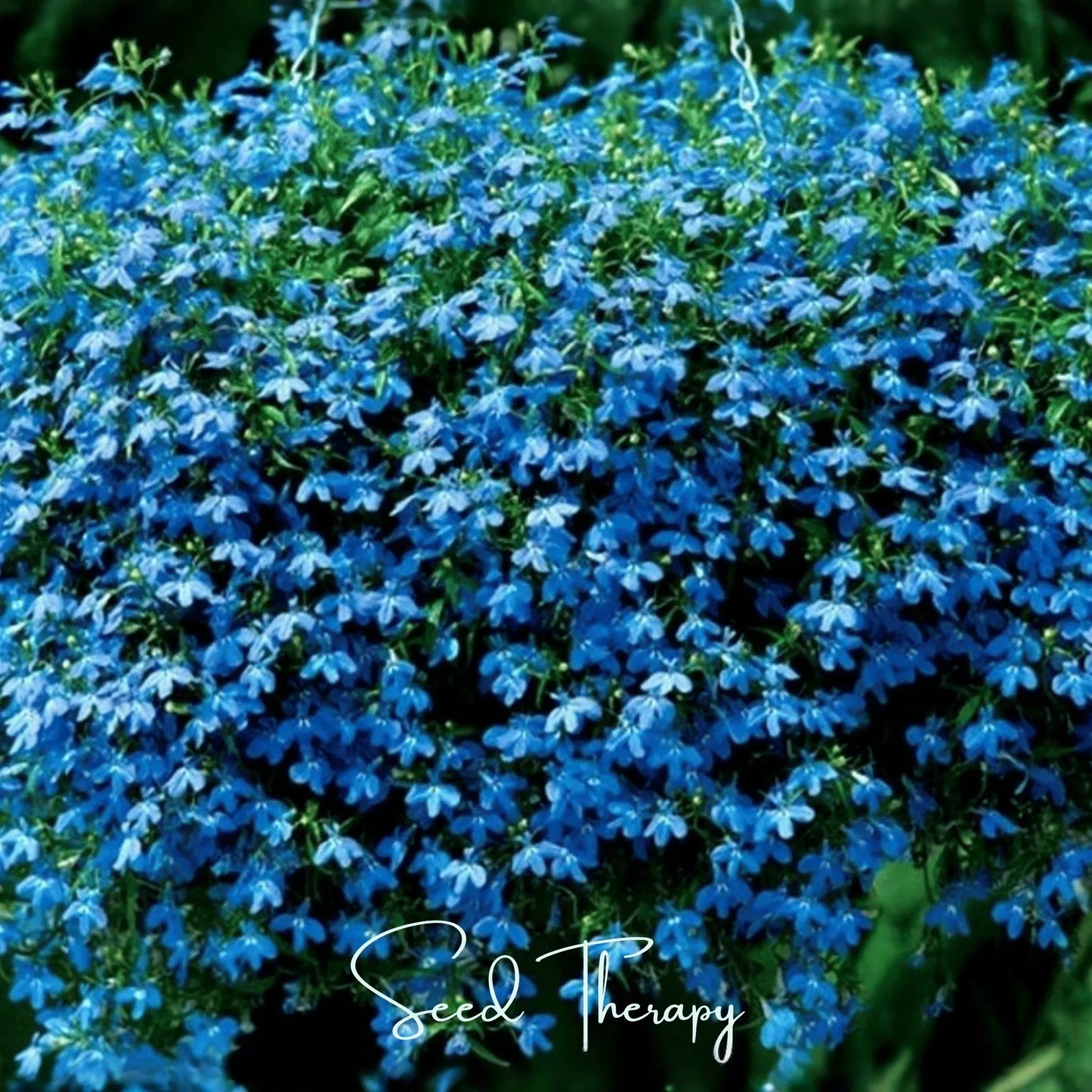 Blue Carpet Lobelia – 100 Seeds