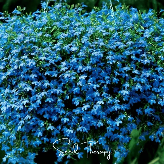 Blue Carpet Lobelia – 100 Seeds