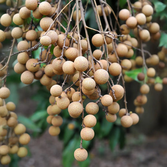Longan, Pink 'Sri Chompoo' (Dimocarpus longan)